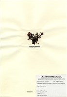 藏品(硬盾果藻)的圖片